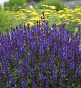 Steppen-Salbei �NEW DIMENSION BLUE� Cont. 0,5 l