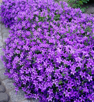 Polster Glockenblume 'CLOCKWISE DEEP BLUE', Cont. 1 l