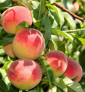 Pfirsichbaum �VELVET�, Unterlage Rakoniewiczka, wurzelnackt