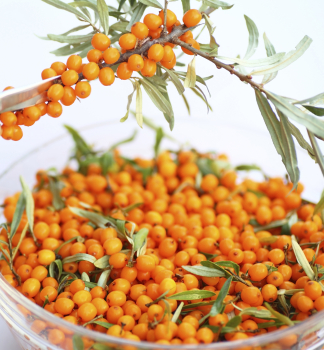 Sanddorn �INJA� 40-50 cm, Cont. 2,5 l - weibliche Zuchtsorte