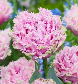 Tulpe CAIRNS Packungsinhalt 5 St.