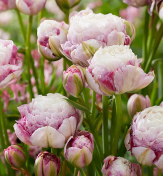 Tulpe 'DOUBLE SURPRISE' Packungsinhalt 3 St.