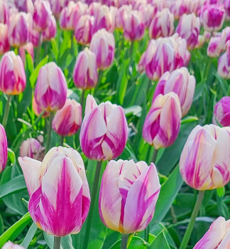 Tulpe HAPPY FEET, Packungsinhalt 5 St.