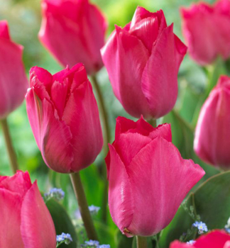Tulpe LADY VAN EIJK Packungsinhalt 5 St.