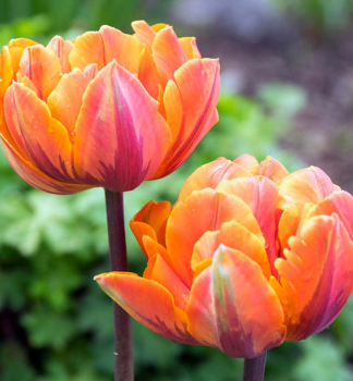 Tulpe ORANGE PRINCESS Packungsinhalt 5 St.
