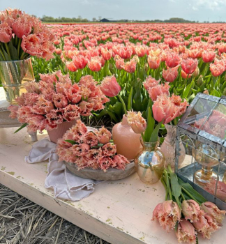 Tulpe PALEIS HET LOO Packungsinhalt 5 St.