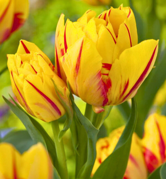 Tulpe �SUNSHINE CLUB�, Packungsinhalt 5 St.