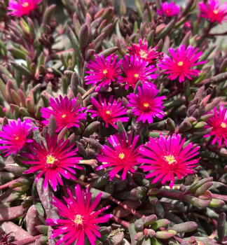 Mittagsblume DESERT DANCER PURPLE Cont. 0,5 l