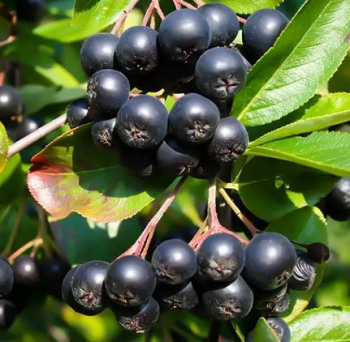 Apfelbeere NERO 90-100 cm, Cont. 2 l