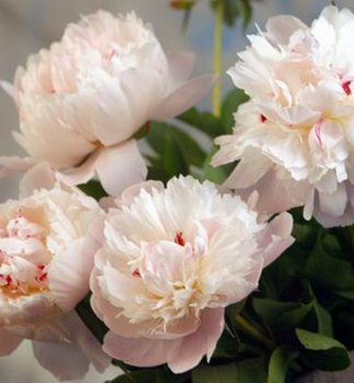 Pfingstrose �PECHER�, Cont. 1 l