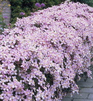 Berg-Waldrebe �RUBENS� 40-50 cm, Cont. 1,6 l, Pflanze mit Rankhilfen