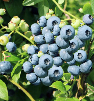 Heidelbeere BLUEGOLD 30-40 cm, Cont. 2 l
