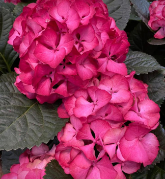 Bauern-Hortensie BALADIA HOT PINK 30-40 cm, Cont. 4 l