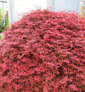 Fcherahorn SHAINA 40-50 cm, Cont. 2,5 l