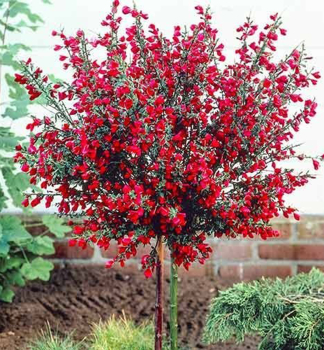 Besenginster 'BOSKOOP RUBY' auf Stamm 60 cm, Cont. 5 l