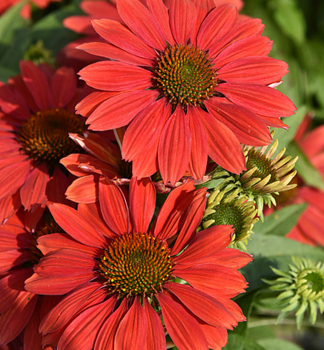 Sonnenhut (Echinacea) �DARK ORANGE PEARL�� Cont. 0,5 l
