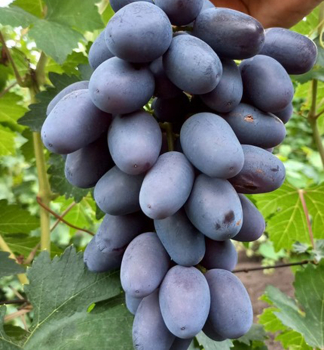 Resistente Tafeltraube �CZIERNYJ KRISTAL�, wurzenball