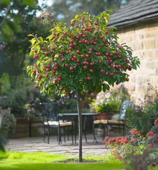 Zwerg-Sauerkirsche, Unterlage Mahaleb, wurzelnackt