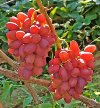 Resistente Tafeltraube BOGEMA, wurzelballen