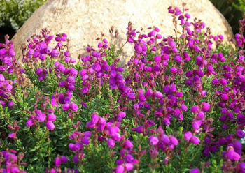 Obrzok (1)