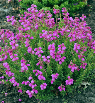 Irische Heide VANESSA Cont. 0,5 l
