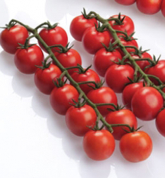 Tomate �BINGO F1� Cont. 0,5 l