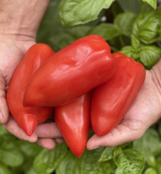 Tomate 'BELLANDINE F1', Cont. 0,5 l