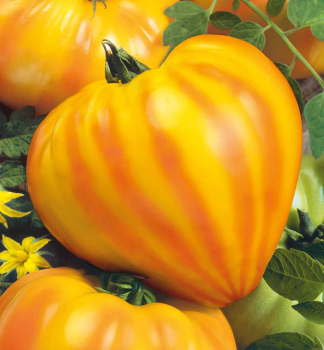 Tomate �GOURMANSUN F1�, Cont. 0,5 l