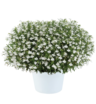 M�nnertreu �GLOW�WHITE LIGHTNING�, Cont. 0,5 l