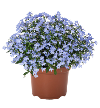 M�nnertreu �BELLA WATERLOO�, kont. 0,5 l