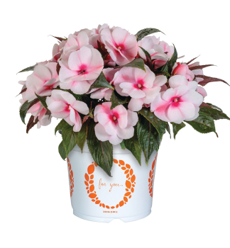 Flei�iges Lieschen �PETTICOAT CHERRY BLOSSOM�, Cont. 0,5 l