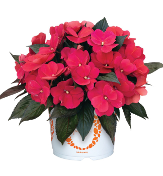 Flei�iges Lieschen �PETTICOAT NEON RED�, Cont. 0,5 l