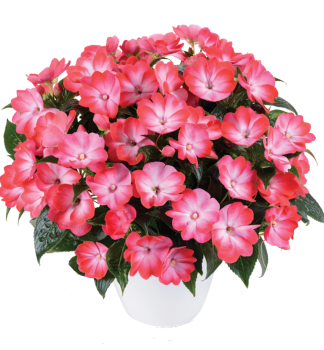 Flei�iges Lieschen �HARMONY HOT PINK�, Cont. 0,5 l