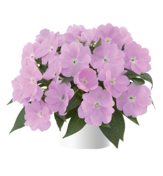 Flei�iges Lieschen �HARMONY PASTEL LAVENDER�, Cont. 0,5 l