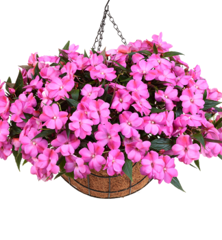 Flei�iges Lieschen �HARMONY COLORFALL PASSION�, Cont. 0,5 l