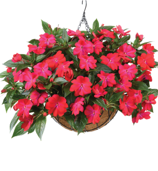 Flei�iges Lieschen �HARMONY COLORFALL NEON RED�, Cont. 0,5 l