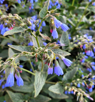 Beinwell HIDCOTE BLUE, Cont. 0,5 l