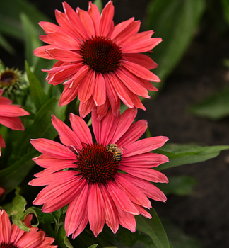 Sonnenhut (Echinacea) �CORAL PEARL�� Cont. 0,5 l