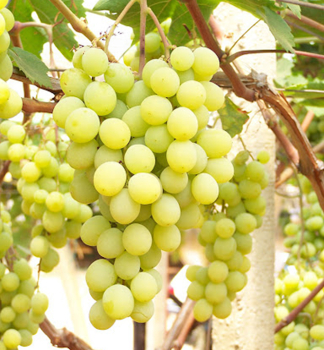 Resistente Kernlose Tafeltraube AFRODITA, wurzelballen