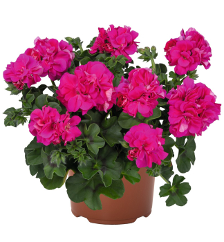 H�nge-Geranie �ATLANTIC FUCHSIA�, Cont. 0,5 l