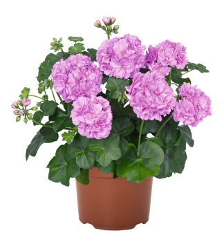 H�nge-Geranie �ATLANTIC LAVENDER�, Cont. 0,5 l