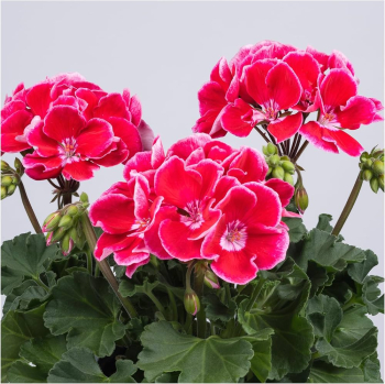 Stehend Geranie �SPANISH WINE� RED�, Cont. 0,5 l