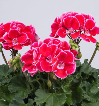 Stehend Geranie �SPANISH WINE� RED�, Cont. 0,5 l