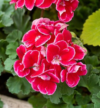 Stehend Geranie �SPANISH WINE� RED�, Cont. 0,5 l