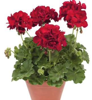 Stehend Geranie �VICTOR�, Cont. 0,5 l