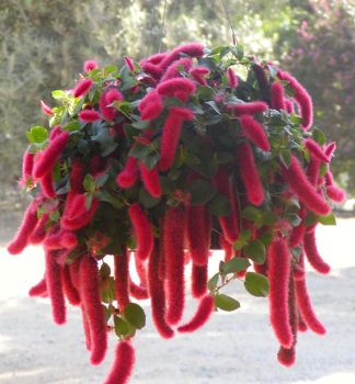 Katzenschw�nzchen �FIRETAIL�, Cont. 0,5 l