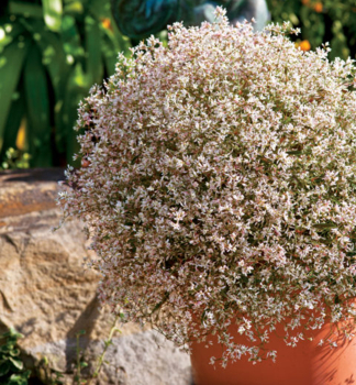 Zauberschnee �STARBLAST PINK�, Cont. 0,5 l