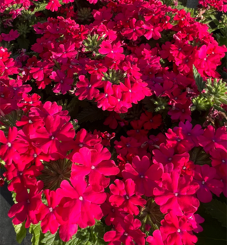 Verbene �VANESSA COMPACT NEON PINK�, Cont. 0,5 l