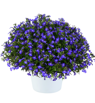 M�nnertreu �GLOW�BLUE VOLT�, Cont. 0,5 l