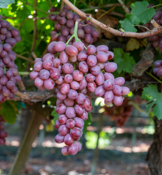 Tafeltraube �SCARLET ROYAL�, wurzenball